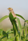 DSC_0420b.JPG