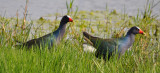 DSC_0545b.JPG