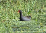 DSC_0220b.JPG