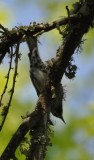 DSC_0274b.JPG