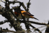 DSC_0356b.JPG