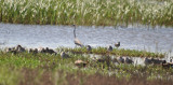 DSC_0408b.JPG