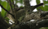 DSC_0648b.JPG