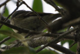 DSC_0649b.JPG
