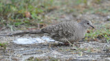 DSC_0007b.JPG