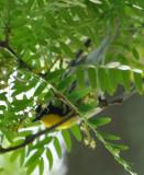 DSC_0223b.JPG