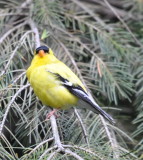 DSC_0729b.JPG