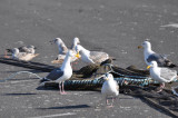 DSC_0071b.JPG