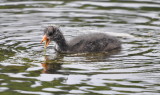 DSC_0051b.JPG