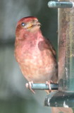 DSC_0321f.JPG
