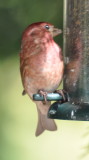 DSC_0329f.JPG