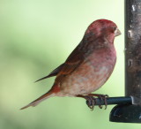 DSC_0333f.JPG