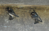 DSC_0088b.JPG