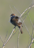 DSC_0496b.JPG