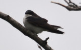DSC_0617b.JPG