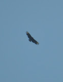 DSC_0177b.JPG