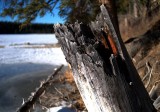 Weathered Tree Stump