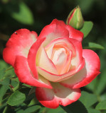 IMG_9654rose.jpg