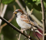 House Sparrow (Passer domesticus) Male