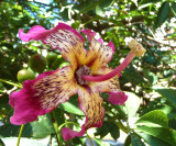 A Silk Floss Tree (Chorisia Speciosa)