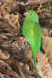 Canary-winged Parakeet (Brotogeris versicolurus)