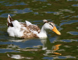 IMG_2020duck.jpg