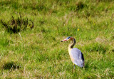 Rocha Lagoon, Whistling Heron