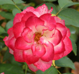 IMG_0758rose.jpg