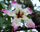A Silk Floss Tree (Chorisia Speciosa)
