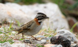 Rufous-Collared Sparrow