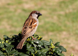 House Sparrow Male Breeding