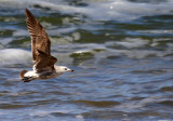 Olrogs Gull in Flight