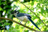White -Throated Magpie-Jay