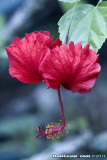 Red Hibiscus