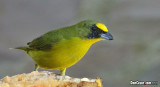 Yellow-throated Euphonia (Euphonia hirundinacea)