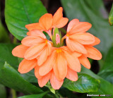 Orange Marmalade, Crossandra infundibuliformis