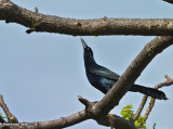 Great Tailed Grackle Looking To Mate