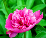 Pink Peony