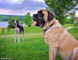 Welcome to the Big Dog Club