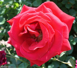 Rose at Vietnam Veterans Memorial