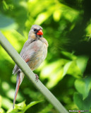 Young Female Cardinal