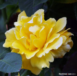 Yellow Rose