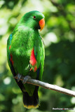 Electus Parrot at the KC Zoo