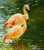 Flamingos