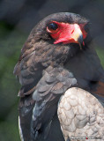 Terathopius ecaudatus, Bateleur Eagle