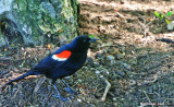 Red-Winged Blackbird