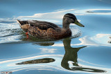Duck in the Allegheny River