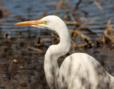 DSC00973 - Egret Close-up