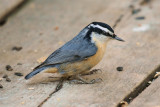 DSC01137 - Red-Breasted Nuthatch