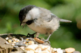 _DSC1410 - Black Capped Chickadee